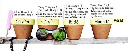 12 loại rau củ thích hợp trồng theo mùa 6