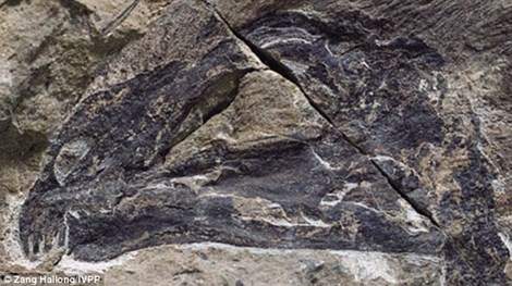 Hóa thạch “khủng long dơi” xuất hiện tại Trung Quốc 3
