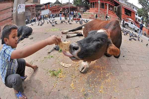 Những sự thật thú vị về đất Phật Nepal 6