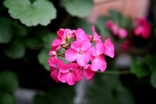 Vườn nhỏ rực rỡ sắc hoa của ca sĩ Bảo Trâm 42