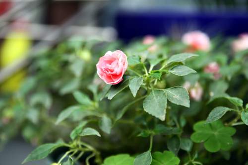 Vườn nhỏ rực rỡ sắc hoa của ca sĩ Bảo Trâm 30