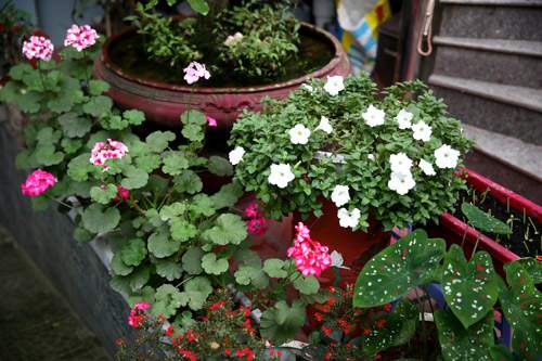 Vườn nhỏ rực rỡ sắc hoa của ca sĩ Bảo Trâm 36