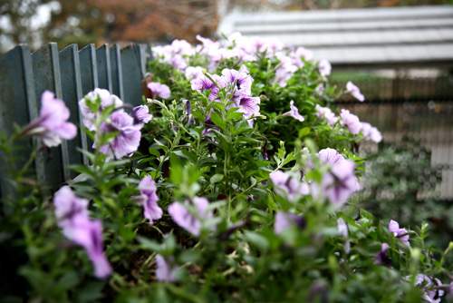 Vườn nhỏ rực rỡ sắc hoa của ca sĩ Bảo Trâm 12