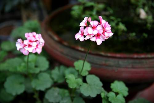 Vườn nhỏ rực rỡ sắc hoa của ca sĩ Bảo Trâm 39