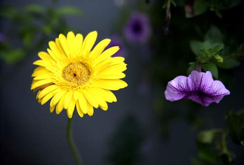 Vườn nhỏ rực rỡ sắc hoa của ca sĩ Bảo Trâm 18