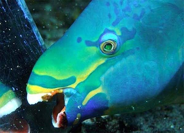 Khám phá 4 loài sinh vật biển kì lạ có hàm răng giống người 6