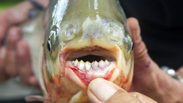 Khám phá 4 loài sinh vật biển kì lạ có hàm răng giống người 5