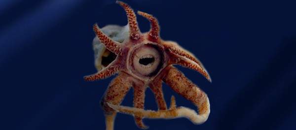 Khám phá 4 loài sinh vật biển kì lạ có hàm răng giống người 8