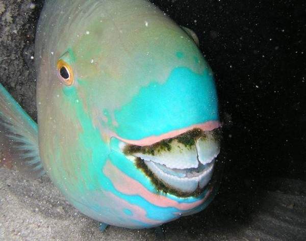 Khám phá 4 loài sinh vật biển kì lạ có hàm răng giống người 7
