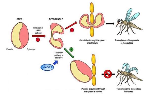 Viagra giúp chống bệnh sốt rét 2