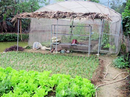 Thu Phương, Mỹ Linh thích thú trồng rau sạch tại nhà 18