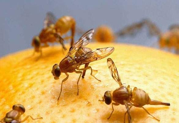Mẹo tự nhiên đuổi ruồi giấm tránh xa hoa quả trong nhà 3