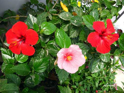 6 loài hoa đẹp thích hợp trồng ngày hè 9