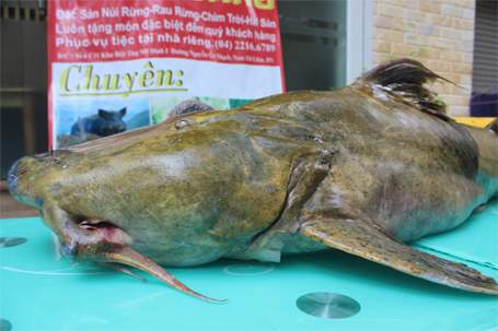 Cận cảnh cá Chiên “khủng” giá 40 triệu đồng tại Hà Nội 4