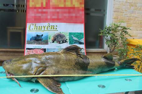 Cận cảnh cá Chiên “khủng” giá 40 triệu đồng tại Hà Nội 2