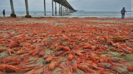 Hàng ngàn con cua nhuộm đỏ bãi biển Mỹ 4