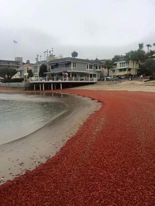 Hàng ngàn con cua nhuộm đỏ bãi biển Mỹ 3