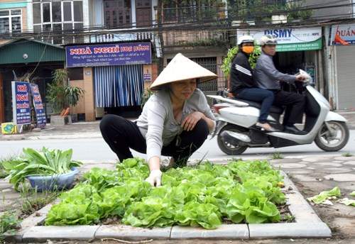 Khi dân Hà thành ra phố... trồng rau 18