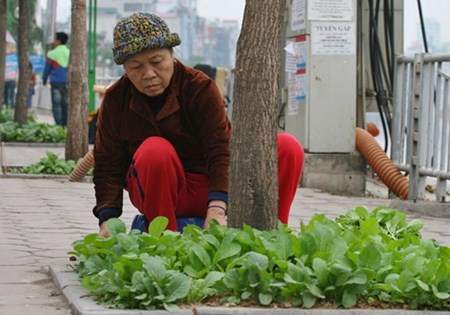 Khi dân Hà thành ra phố... trồng rau 27