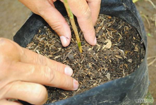 Các bước trồng cây tại nhà theo phương pháp giâm cành 15