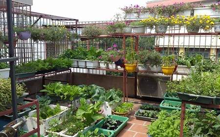 Vườn rau sạch siêu đẹp trên sân thượng để cả nhà cùng chăm 12