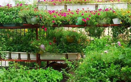 Vườn rau sạch siêu đẹp trên sân thượng để cả nhà cùng chăm 15