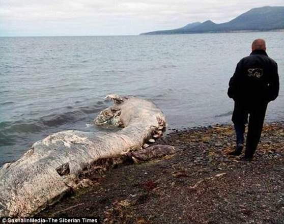 Xác loài sinh vật khổng lồ trôi dạt vào bờ biển Nga 5