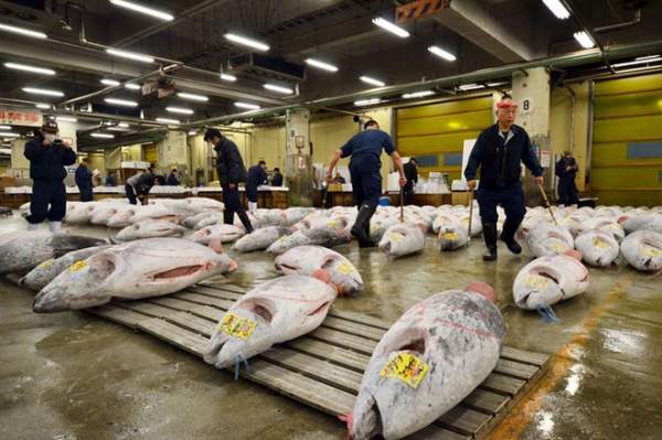 Khám phá chợ cá ngừ triệu đô ở Nhật Bản 2