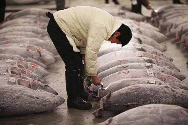 Khám phá chợ cá ngừ triệu đô ở Nhật Bản 5