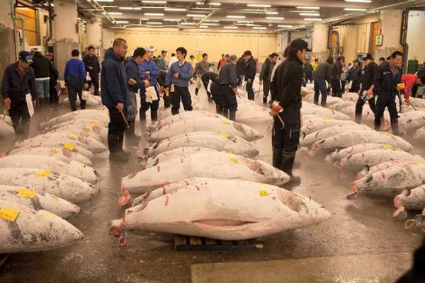 Khám phá chợ cá ngừ triệu đô ở Nhật Bản 4