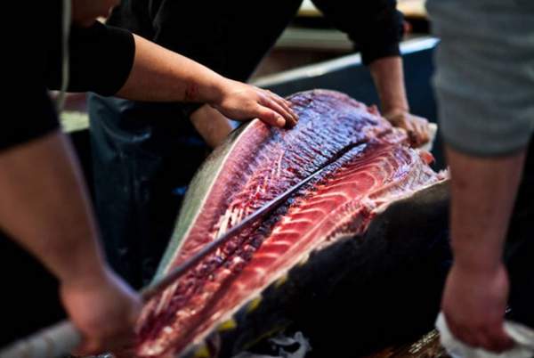 Khám phá chợ cá ngừ triệu đô ở Nhật Bản 7