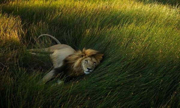 Chùm ảnh: Cuộc sống loài sư tử 12