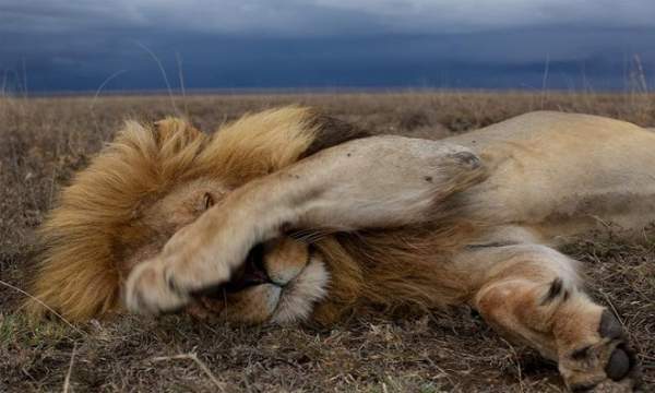 Chùm ảnh: Cuộc sống loài sư tử 7