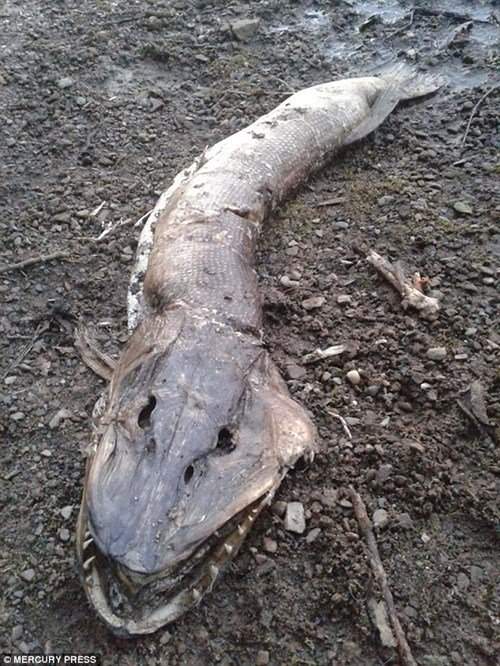 Kinh ngạc phát hiện xác "thủy quái" trên bờ hồ ở Anh 4
