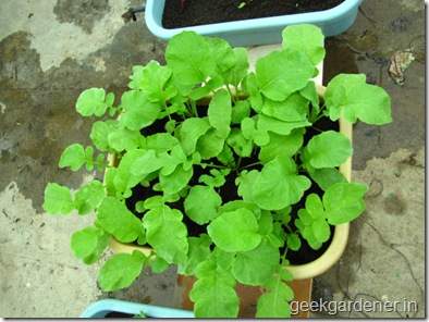 Củ cải đỏ trồng chậu trong 1 tháng cho bé tha hồ ăn 15
