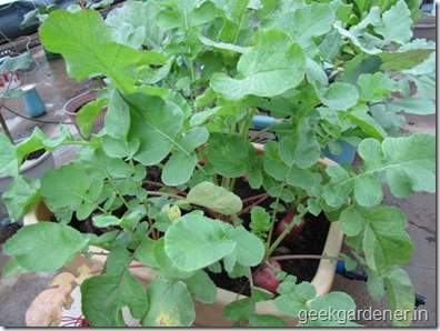 Củ cải đỏ trồng chậu trong 1 tháng cho bé tha hồ ăn 24
