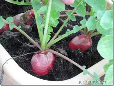 Củ cải đỏ trồng chậu trong 1 tháng cho bé tha hồ ăn 27