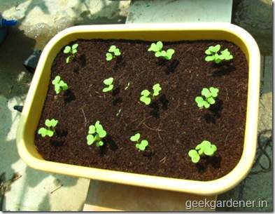 Củ cải đỏ trồng chậu trong 1 tháng cho bé tha hồ ăn 12