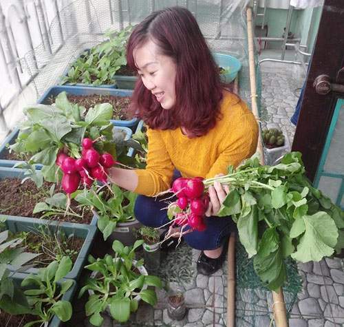 Củ cải đỏ trồng chậu trong 1 tháng cho bé tha hồ ăn 3