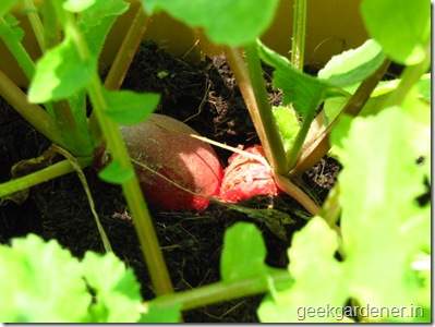 Củ cải đỏ trồng chậu trong 1 tháng cho bé tha hồ ăn 21