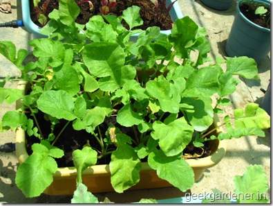 Củ cải đỏ trồng chậu trong 1 tháng cho bé tha hồ ăn 18