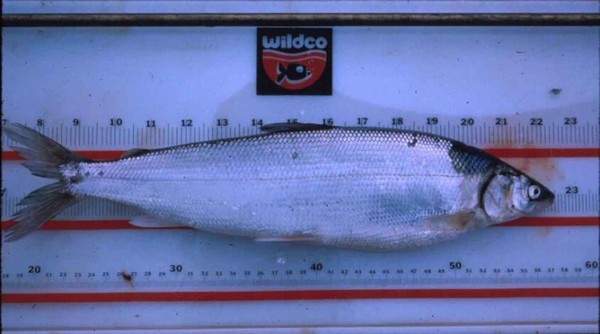 Tại sao cá có thể "hồi sinh" sau khi bị đóng băng ở - 32 độ C 3