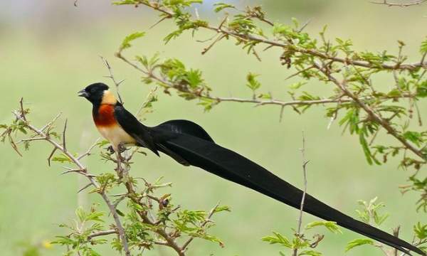 10 loài chim có lông đuôi dài tuyệt đẹp 4