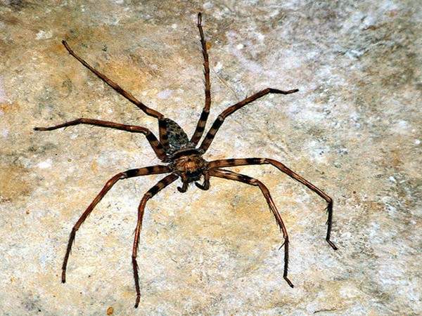 Giật mình trước 5 loài nhện khổng lồ trên thế giới 3