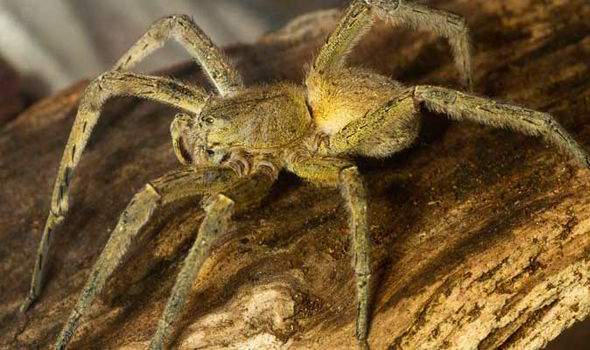 Giật mình trước 5 loài nhện khổng lồ trên thế giới 7