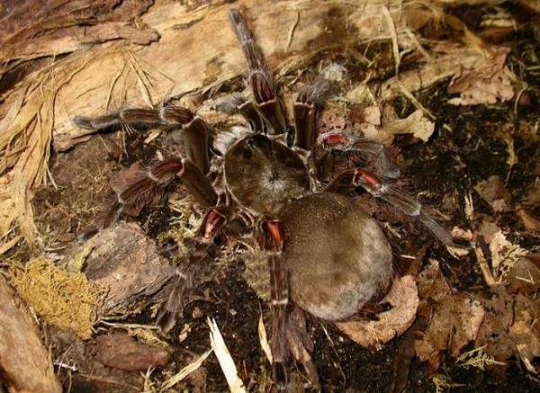 Giật mình trước 5 loài nhện khổng lồ trên thế giới 2