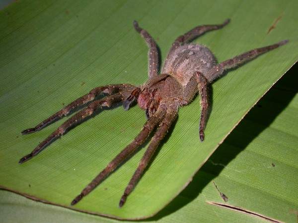 Giật mình trước 5 loài nhện khổng lồ trên thế giới 6