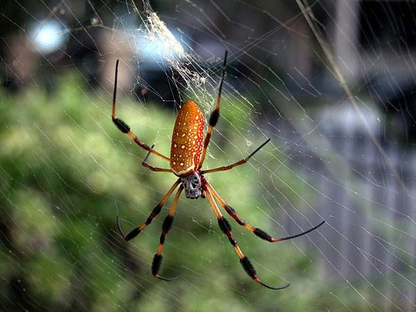 Giật mình trước 5 loài nhện khổng lồ trên thế giới 5