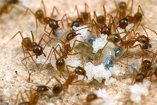 Vì sao loài kiến "thống trị" thế giới 5