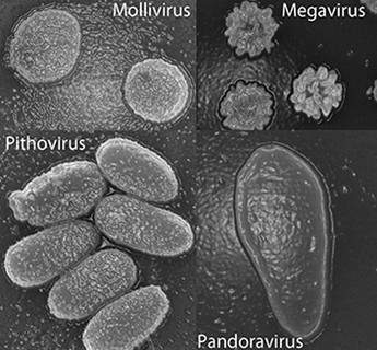 Hồi sinh virus cổ đại 30.000 năm tuổi 2